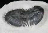 Well Preserved Thysanopeltis Trilobite #15382-4